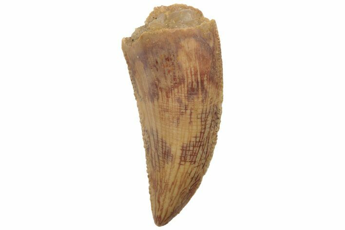 Serrated, Raptor Tooth - Real Dinosaur Tooth #189203
